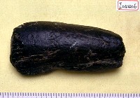 藏品(象門齒碎塊)的圖片